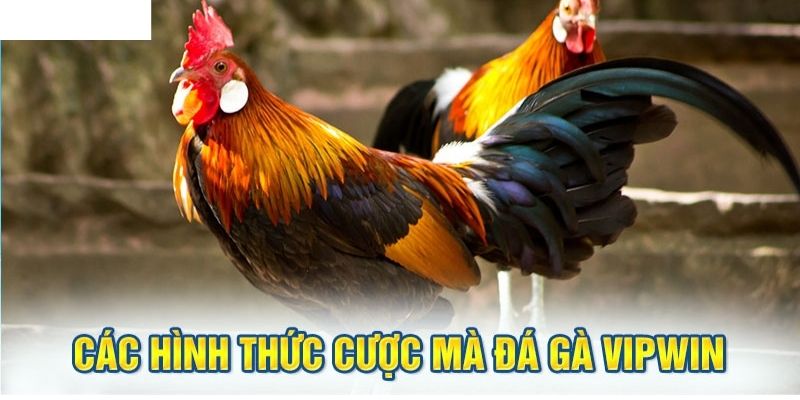 Đá gà Campuchia với tỷ lệ trả thưởng vô cùng cao tại đá gà VIPWIN