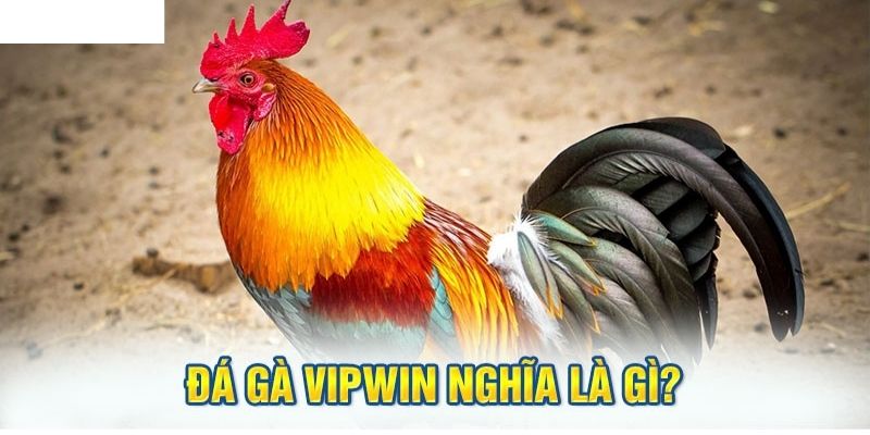 Giới thiệu về sảnh đá gà tại cổng trò chơi đá gà vipwin