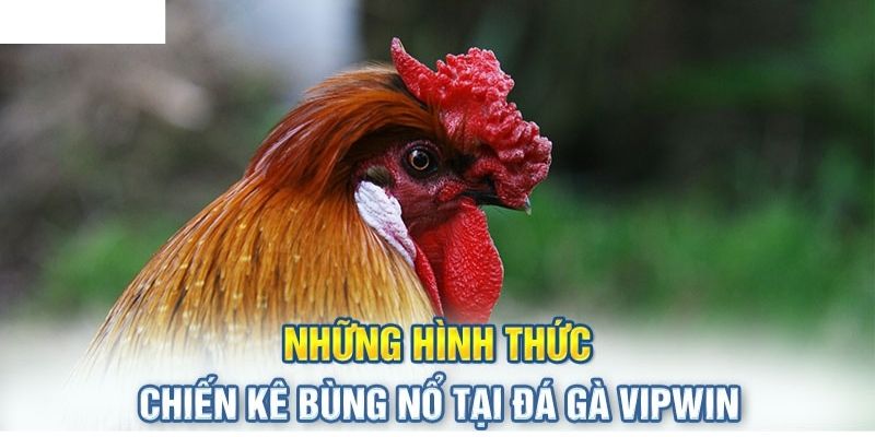 Hệ thống trả thưởng tại chọi gà vipwin vô cùng phong phú